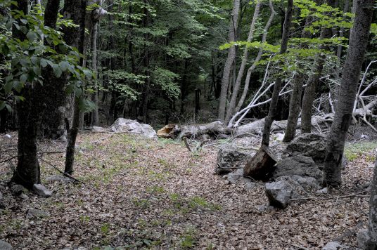 Дерево упало на трос выше 9 опоры