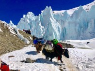Яки несут на себе все грузы в ABC. Начиная от палаток и газа и заканчивая личными вещами альпинистов по системе «всё включено»